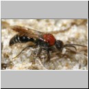 Smicromyrme rufipes - Rotbeinige Spinnenameise m02 11mm Teverener Heide.jpg